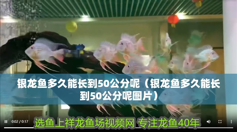 銀龍魚多久能長到50公分呢（銀龍魚多久能長到50公分呢圖片）
