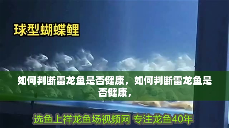 如何判斷雷龍魚是否健康，如何判斷雷龍魚是否健康，