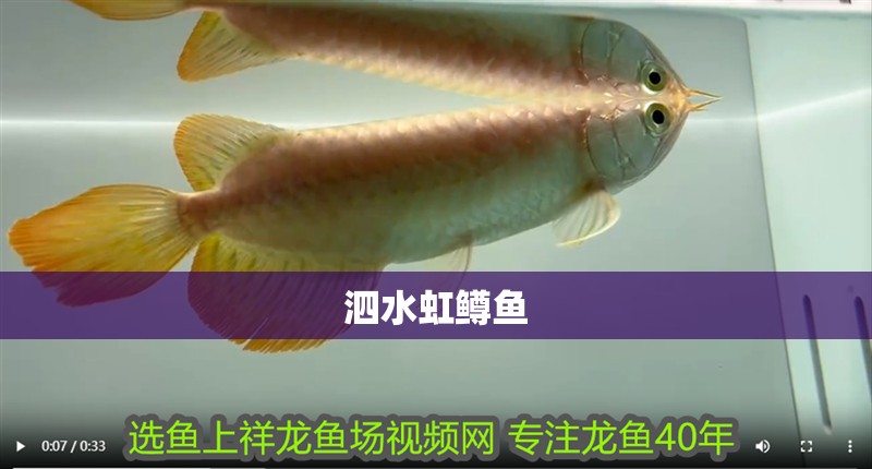 泗水虹鱒魚