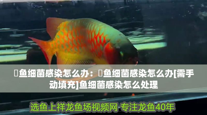 魟魚細菌感染怎么辦：魟魚細菌感染怎么辦[需手動填充]魚細菌感染怎么處理