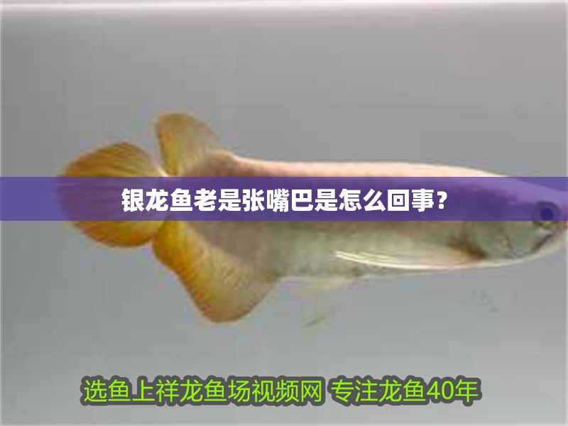 銀龍魚老是張嘴巴是怎么回事？