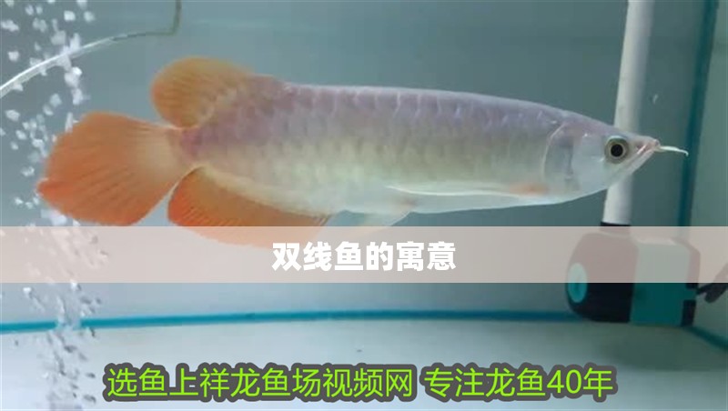 雙線魚的寓意