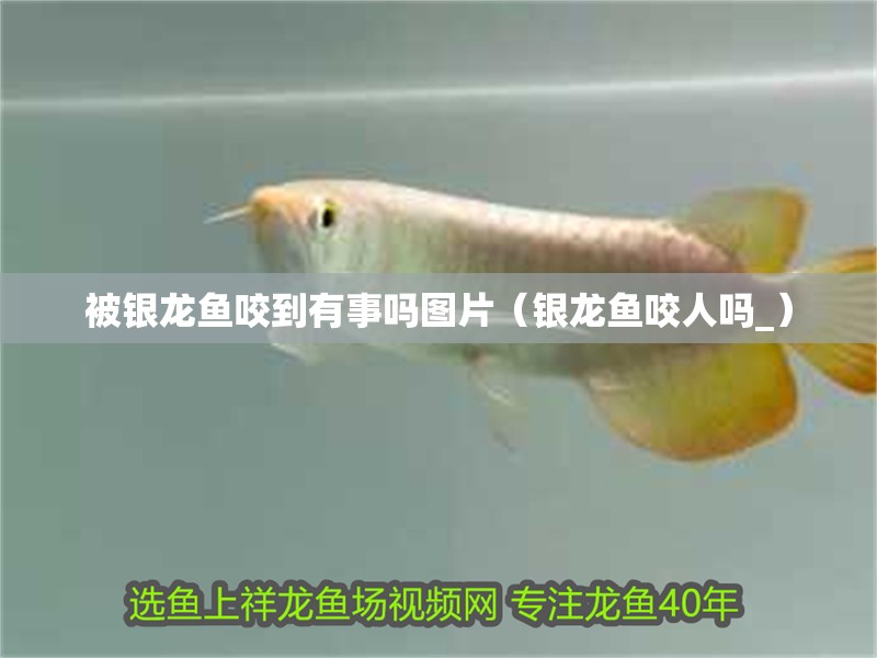 被銀龍魚咬到有事嗎圖片（銀龍魚咬人嗎_）