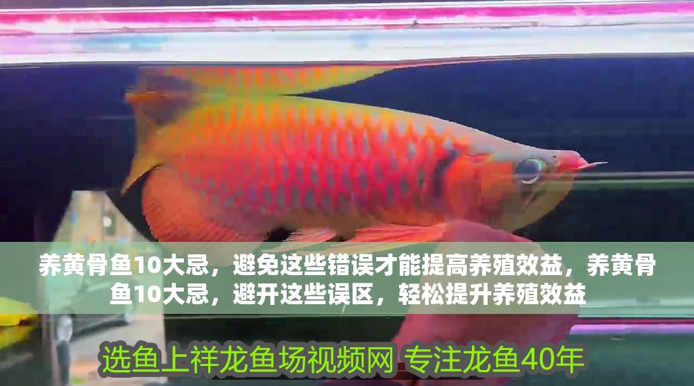 養黃骨魚10大忌，避免這些錯誤才能提高養殖效益，養黃骨魚10大忌，避開這些誤區，輕松提升養殖效益