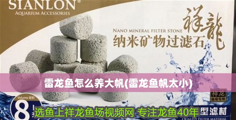 雷龍魚怎么養大帆(雷龍魚帆太小)