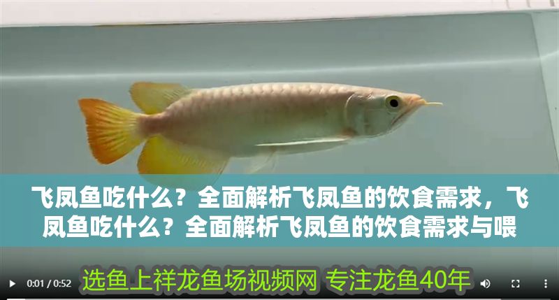 飛鳳魚(yú)吃什么?全面解析飛鳳魚(yú)的飲食需求,飛鳳魚(yú)吃什么?全面解析飛鳳魚(yú)的飲食需求與喂養(yǎng)技巧 龍魚(yú)百科 第1張 飛鳳魚(yú)吃什么?全面解析飛鳳魚(yú)的飲食需求,飛鳳魚(yú)吃什么?全面解析飛鳳魚(yú)的飲食需求與喂養(yǎng)技巧 飛鳳魚(yú)吃什么?全面解析飛鳳魚(yú)的飲食需求,飛鳳魚(yú)吃什么?全面解析飛鳳魚(yú)的飲食需求與喂養(yǎng)技巧 龍魚(yú)百科 第1張