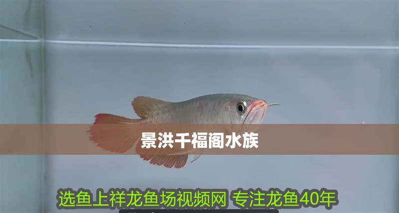 景洪千福閣水族