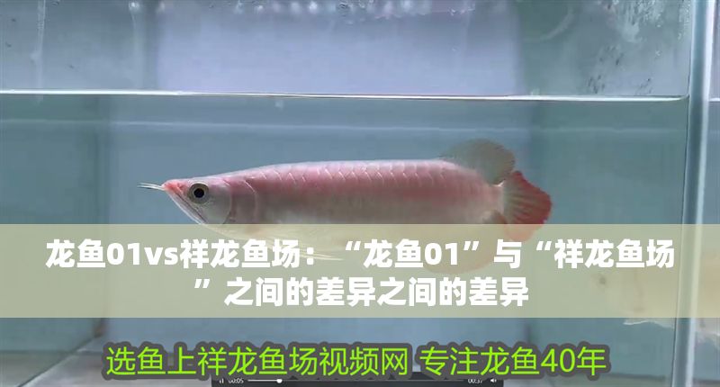龍魚01vs祥龍魚場：“龍魚01”與“祥龍魚場”之間的差異之間的差異
