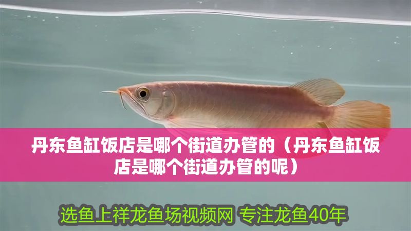 丹東魚缸飯店是哪個街道辦管的（丹東魚缸飯店是哪個街道辦管的呢）