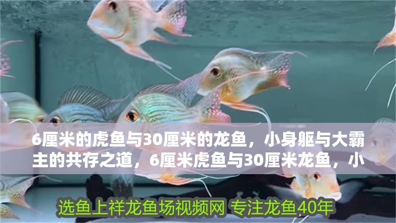 6厘米的虎魚與30厘米的龍魚，小身軀與大霸主的共存之道，6厘米虎魚與30厘米龍魚，小身軀與大霸主的和諧共存