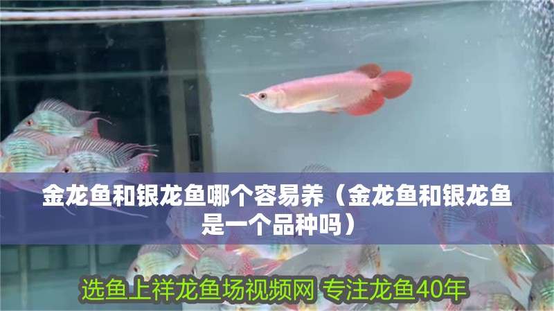 金龍魚和銀龍魚哪個容易養（金龍魚和銀龍魚是一個品種嗎）