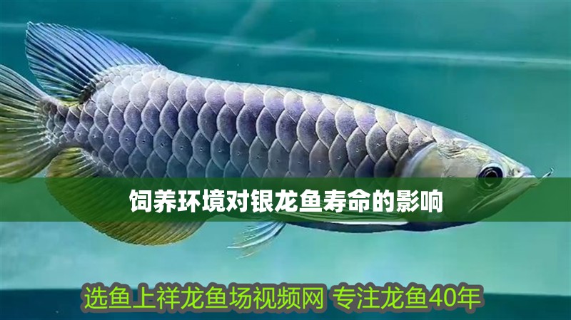 飼養(yǎng)環(huán)境對銀龍魚壽命的影響