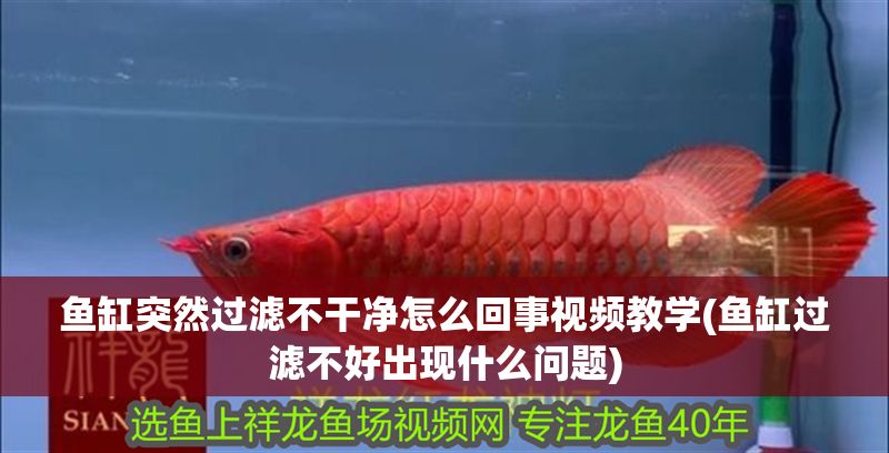魚缸突然過濾不干凈怎么回事視頻教學(魚缸過濾不好出現什么問題)