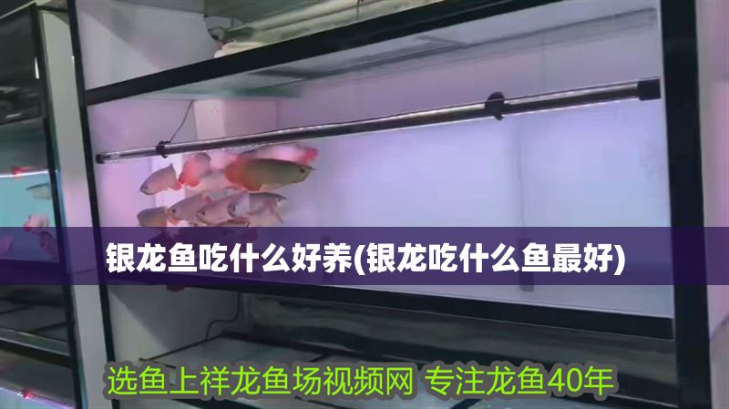銀龍魚吃什么好養(yǎng)(銀龍吃什么魚最好)