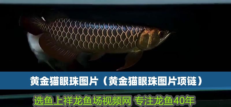 黃金貓眼珠圖片（黃金貓眼珠圖片項鏈）