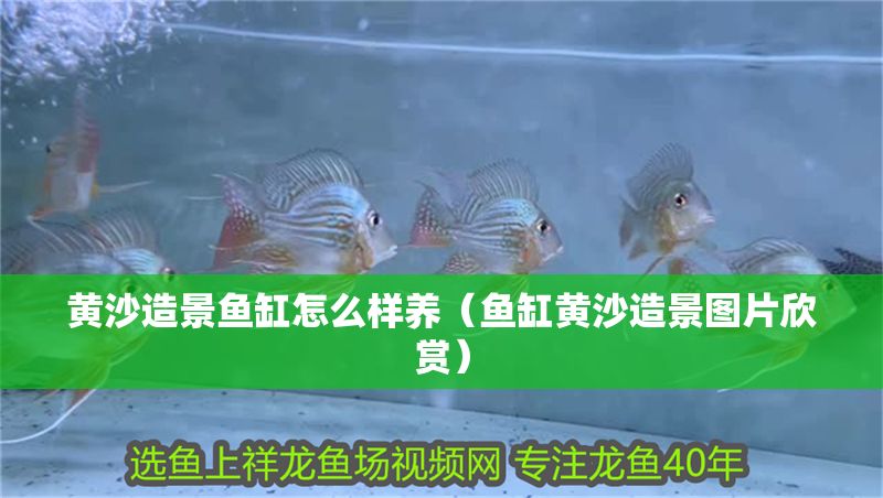 黃沙造景魚缸怎么樣養（魚缸黃沙造景圖片欣賞）