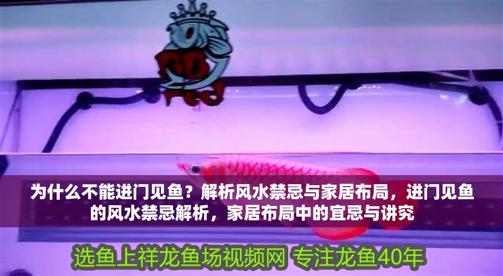 為什么不能進(jìn)門見魚？解析風(fēng)水禁忌與家居布局，進(jìn)門見魚的風(fēng)水禁忌解析，家居布局中的宜忌與講究