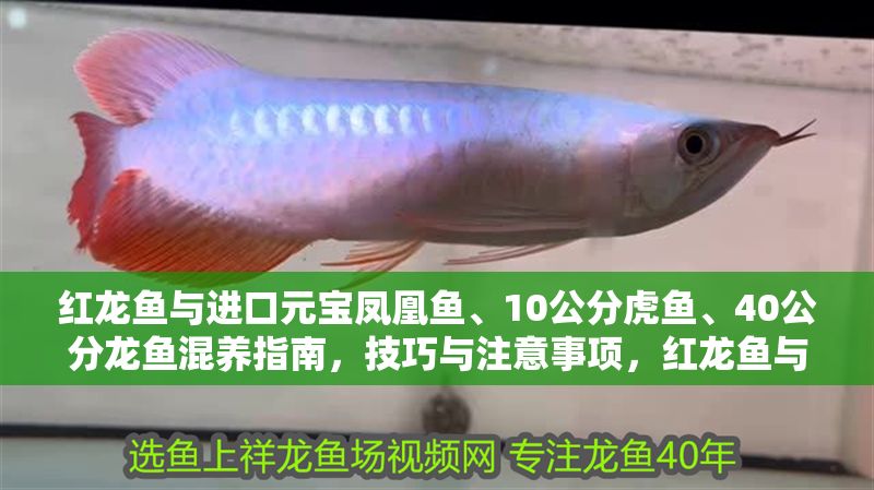 紅龍魚與進(jìn)口元寶鳳凰魚、10公分虎魚、40公分龍魚混養(yǎng)指南，技巧與注意事項(xiàng)，紅龍魚與進(jìn)口元寶鳳凰魚、虎魚及龍魚混養(yǎng)技巧與注意事項(xiàng) 紅龍魚與進(jìn)口元寶鳳凰魚、10公分虎魚、40公分龍魚混養(yǎng)指南，技巧與注意事項(xiàng)，紅龍魚與進(jìn)口元寶鳳凰魚、虎魚及龍魚混養(yǎng)技巧與注意事項(xiàng) 龍魚百科 第1張