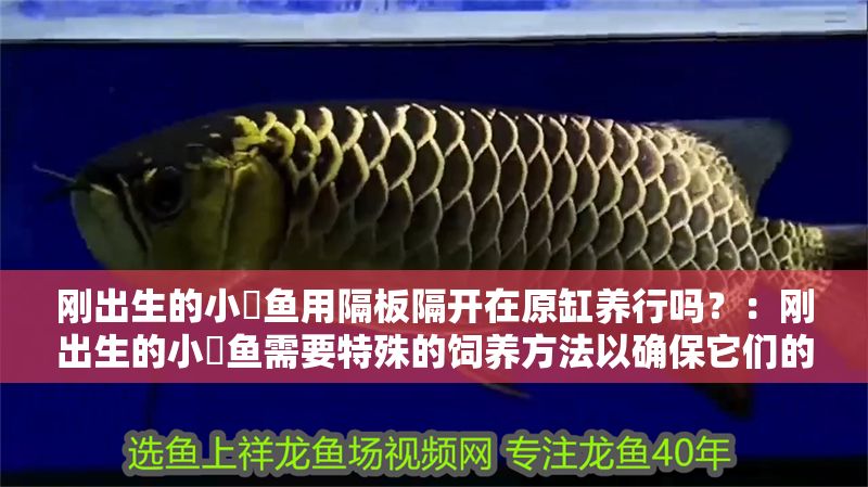 剛出生的小魟魚用隔板隔開在原缸養行嗎？：剛出生的小魟魚需要特殊的飼養方法以確保它們的健康和生存