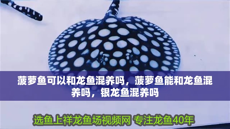 菠蘿魚可以和龍魚混養(yǎng)嗎，菠蘿魚能和龍魚混養(yǎng)嗎，銀龍魚混養(yǎng)嗎