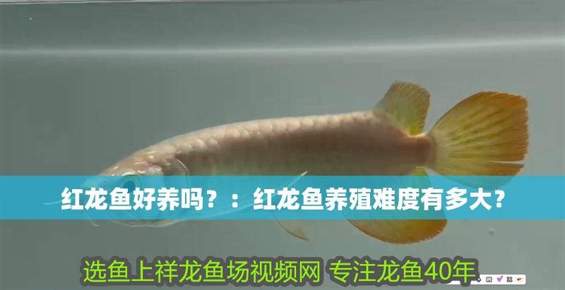 紅龍魚好養(yǎng)嗎？：紅龍魚養(yǎng)殖難度有多大？