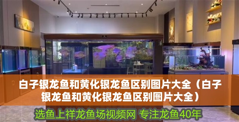 白子銀龍魚和黃化銀龍魚區別圖片大全（白子銀龍魚和黃化銀龍魚區別圖片大全）