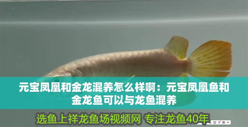 元寶鳳凰和金龍混養怎么樣?。涸獙汎P凰魚和金龍魚可以與龍魚混養