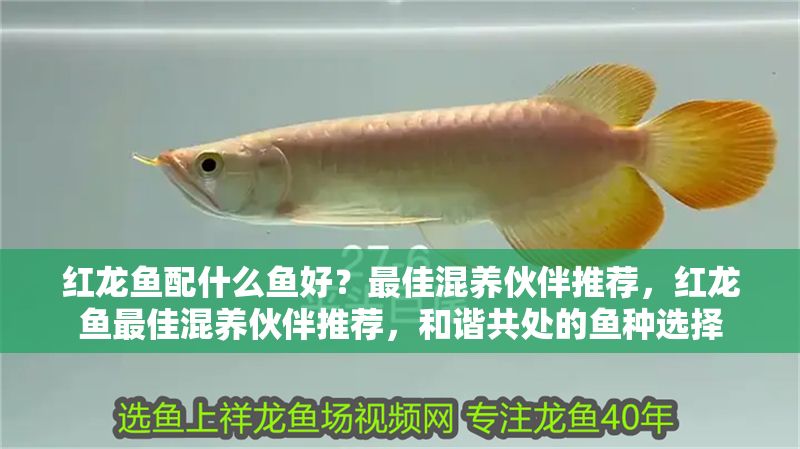 紅龍魚配什么魚好？最佳混養伙伴推薦，紅龍魚最佳混養伙伴推薦，和諧共處的魚種選擇