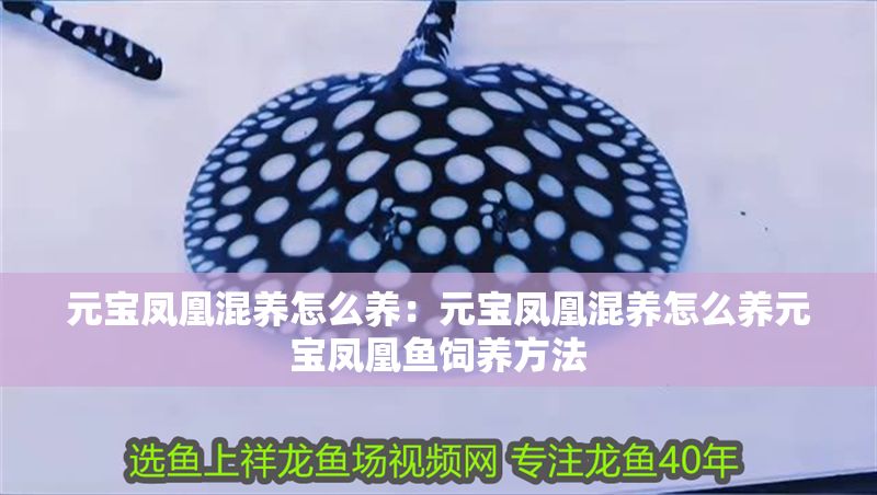 元寶鳳凰混養怎么養：元寶鳳凰混養怎么養元寶鳳凰魚飼養方法