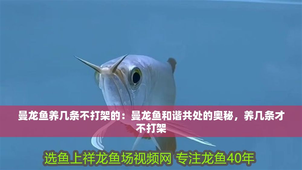 曼龍魚養(yǎng)幾條不打架的：曼龍魚和諧共處的奧秘，養(yǎng)幾條才不打架