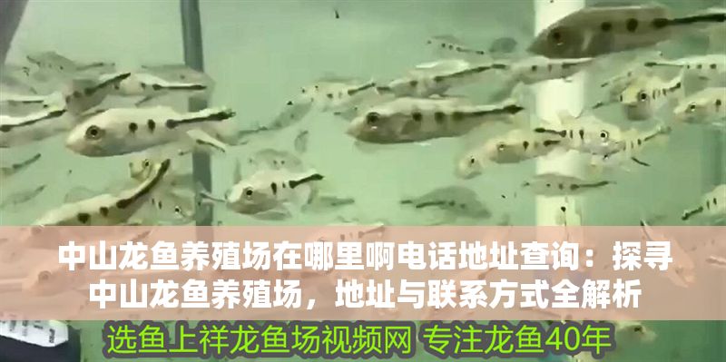 中山龍魚養殖場在哪里啊電話地址查詢：探尋中山龍魚養殖場，地址與聯系方式全解析