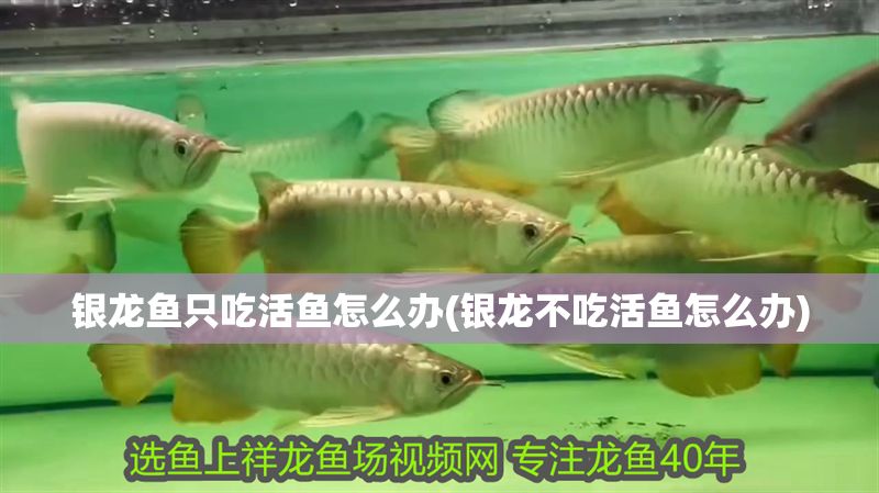 銀龍魚只吃活魚怎么辦(銀龍不吃活魚怎么辦)