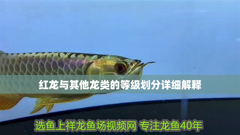 紅龍與其他龍類的等級劃分詳細解釋