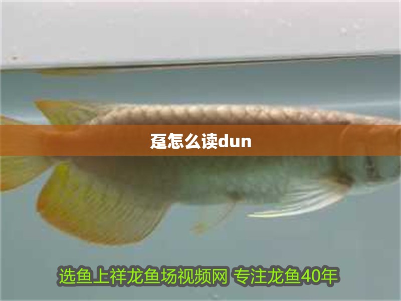 躉怎么讀dun