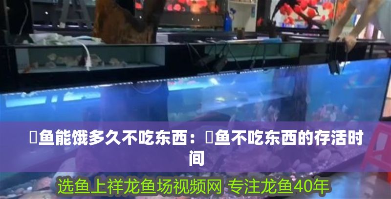 魟魚能餓多久不吃東西：魟魚不吃東西的存活時間