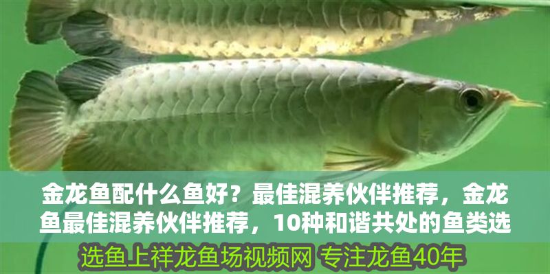 金龍魚配什么魚好？最佳混養(yǎng)伙伴推薦，金龍魚最佳混養(yǎng)伙伴推薦，10種和諧共處的魚類選擇