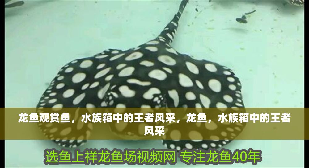 龍魚觀賞魚，水族箱中的王者風采，龍魚，水族箱中的王者風采