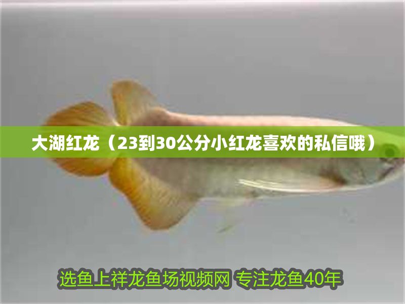 大湖紅龍（23到30公分小紅龍喜歡的私信哦）