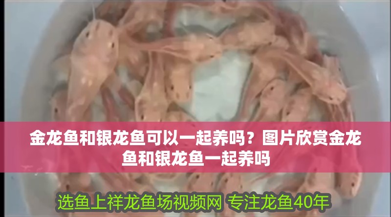 金龍魚和銀龍魚可以一起養嗎？圖片欣賞金龍魚和銀龍魚一起養嗎