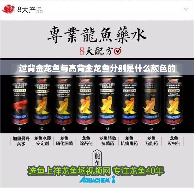 過背金龍魚與高背金龍魚分別是什么顏色的