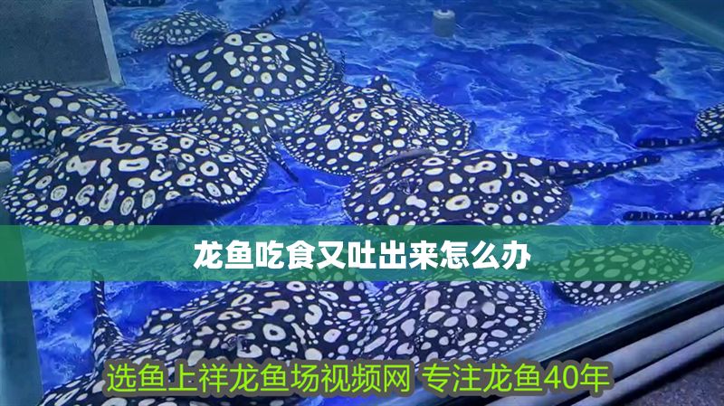 龍魚吃食又吐出來怎么辦