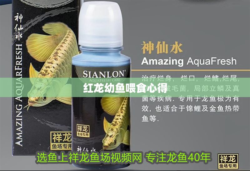 紅龍幼魚喂食心得