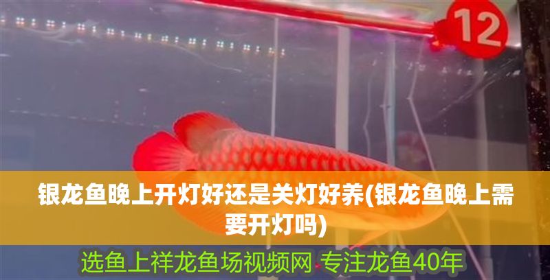 銀龍魚晚上開燈好還是關燈好養(銀龍魚晚上需要開燈嗎)