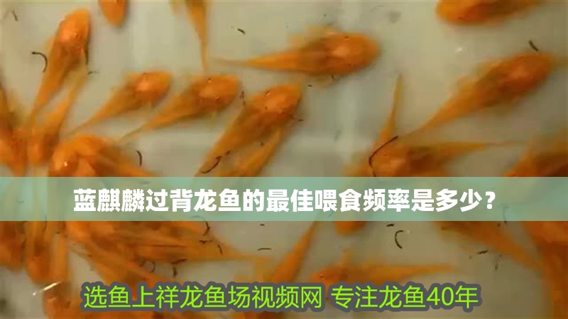 藍麒麟過背龍魚的最佳喂食頻率是多少？