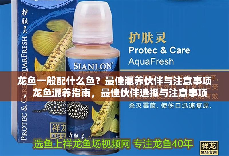 龍魚一般配什么魚？最佳混養(yǎng)伙伴與注意事項，龍魚混養(yǎng)指南，最佳伙伴選擇與注意事項