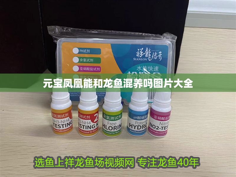 元寶鳳凰能和龍魚混養(yǎng)嗎圖片大全