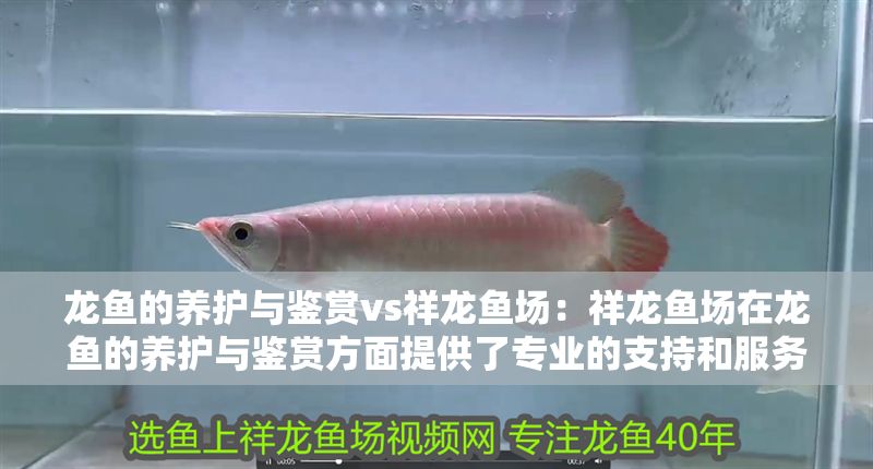 龍魚的養護與鑒賞vs祥龍魚場:祥龍魚場在龍魚的養護與鑒賞方面提供了專業的支持和服務 vs祥龍魚場 第1張 龍魚的養護與鑒賞vs祥龍魚場:祥龍魚場在龍魚的養護與鑒賞方面提供了專業的支持和服務 龍魚的養護與鑒賞vs祥龍魚場:祥龍魚場在龍魚的養護與鑒賞方面提供了專業的支持和服務 vs祥龍魚場 第1張