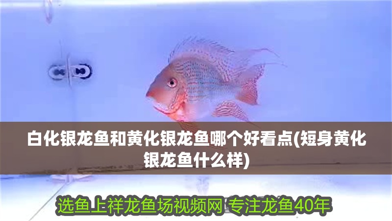 白化銀龍魚和黃化銀龍魚哪個(gè)好看點(diǎn)(短身黃化銀龍魚什么樣)