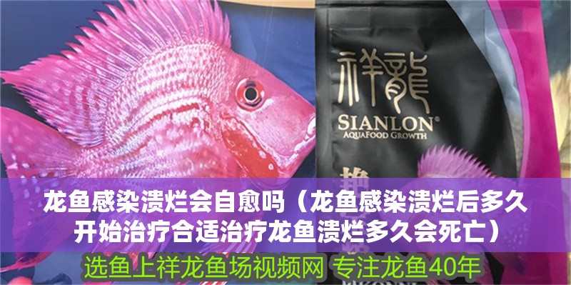 龍魚感染潰爛會自愈嗎（龍魚感染潰爛后多久開始治療合適治療龍魚潰爛多久會死亡）