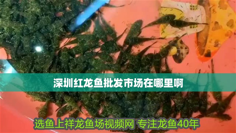 深圳紅龍魚批發市場在哪里啊